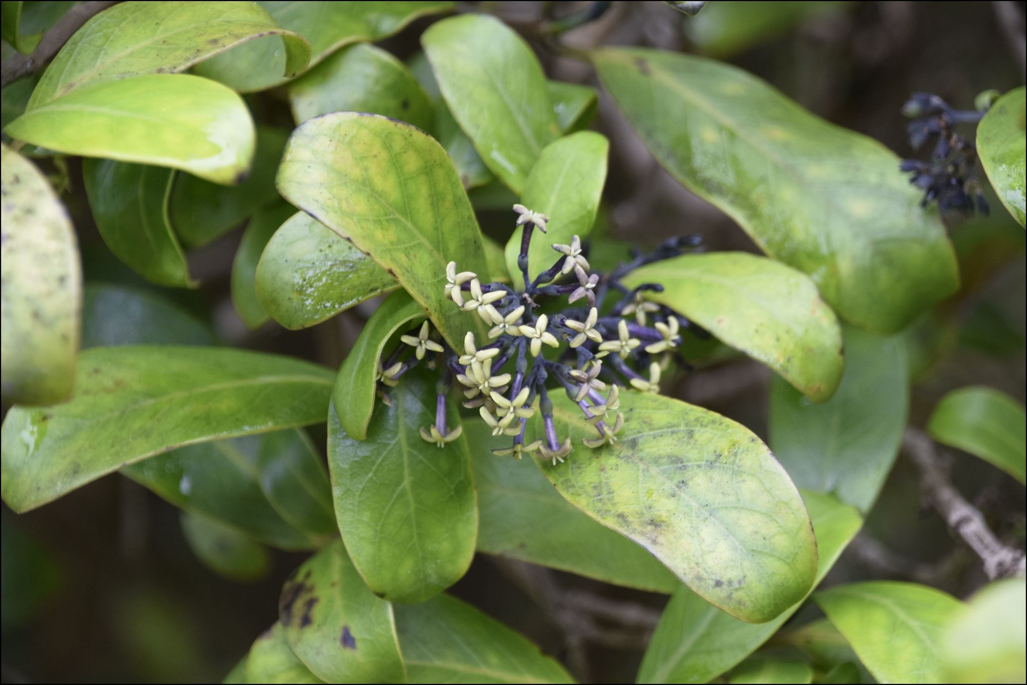 Kadua affinis