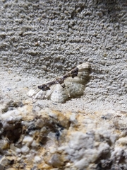 Idaea mustelata
