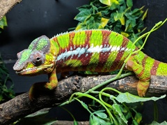 Furcifer