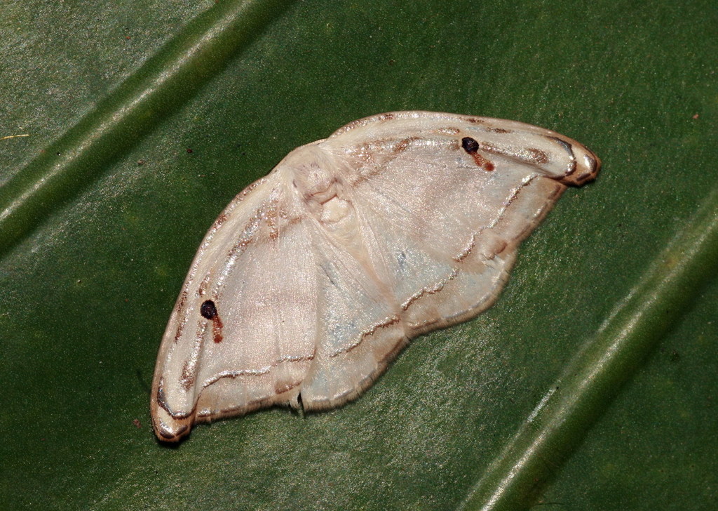 Callidrepana