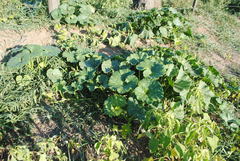 Cucurbita andreana