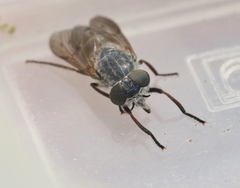 Apatolestes