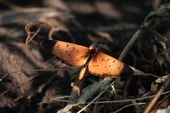 Acraea caldarena