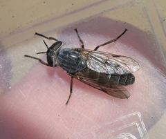 Apatolestes