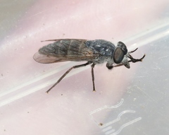 Apatolestes