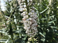 Lysimachia ephemerum