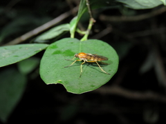 Xylophagidae