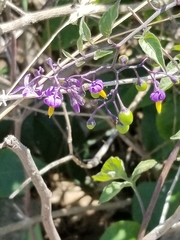 Solanum dulcamara