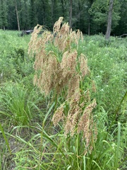 Scirpus pedicellatus