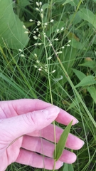 Dichanthelium leibergii