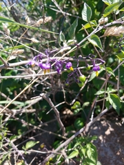 Solanum dulcamara