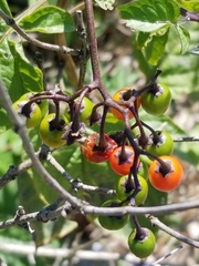 Solanum dulcamara