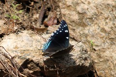 Charaxes guderiana guderiana