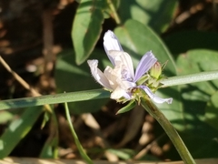 Cichorium intybus