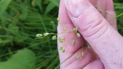 Dichanthelium leibergii