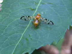 Acidia cognata