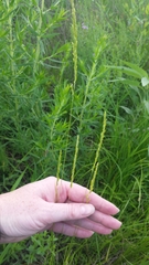 Sphenopholis intermedia