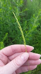 Sphenopholis intermedia