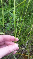 Sphenopholis intermedia