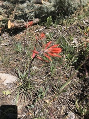 Castilleja minor