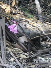 Amaryllis belladonna