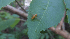 Acidia cognata