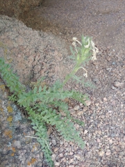 Polemonium brandegeei