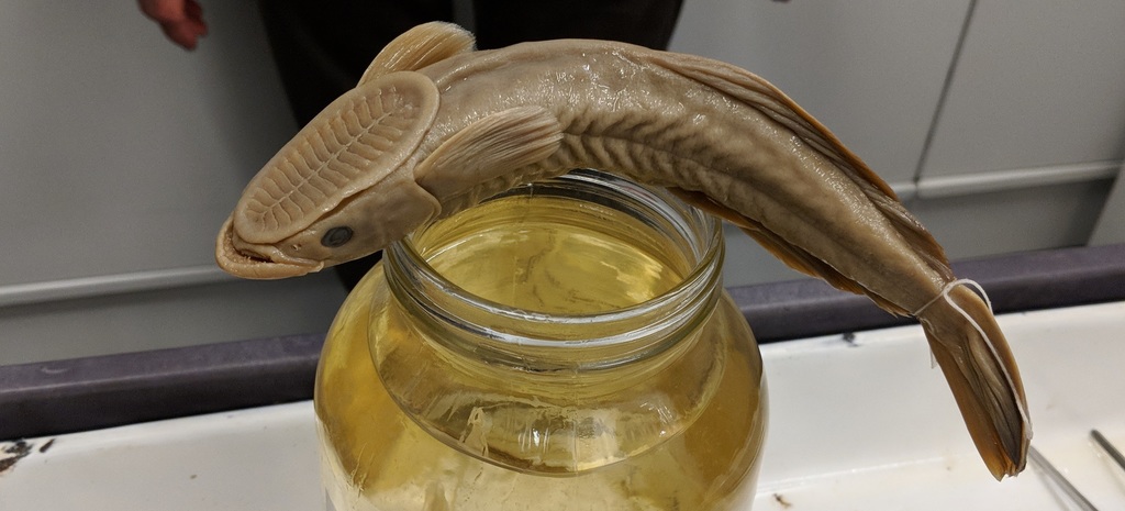 Spearfish Remora