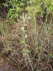 Eupatorium mikanioides