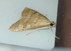 Udea fulvalis