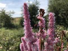 Astilbe rubra
