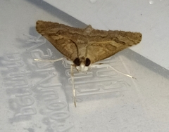 Udea fulvalis