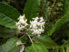 Zemisia discolor