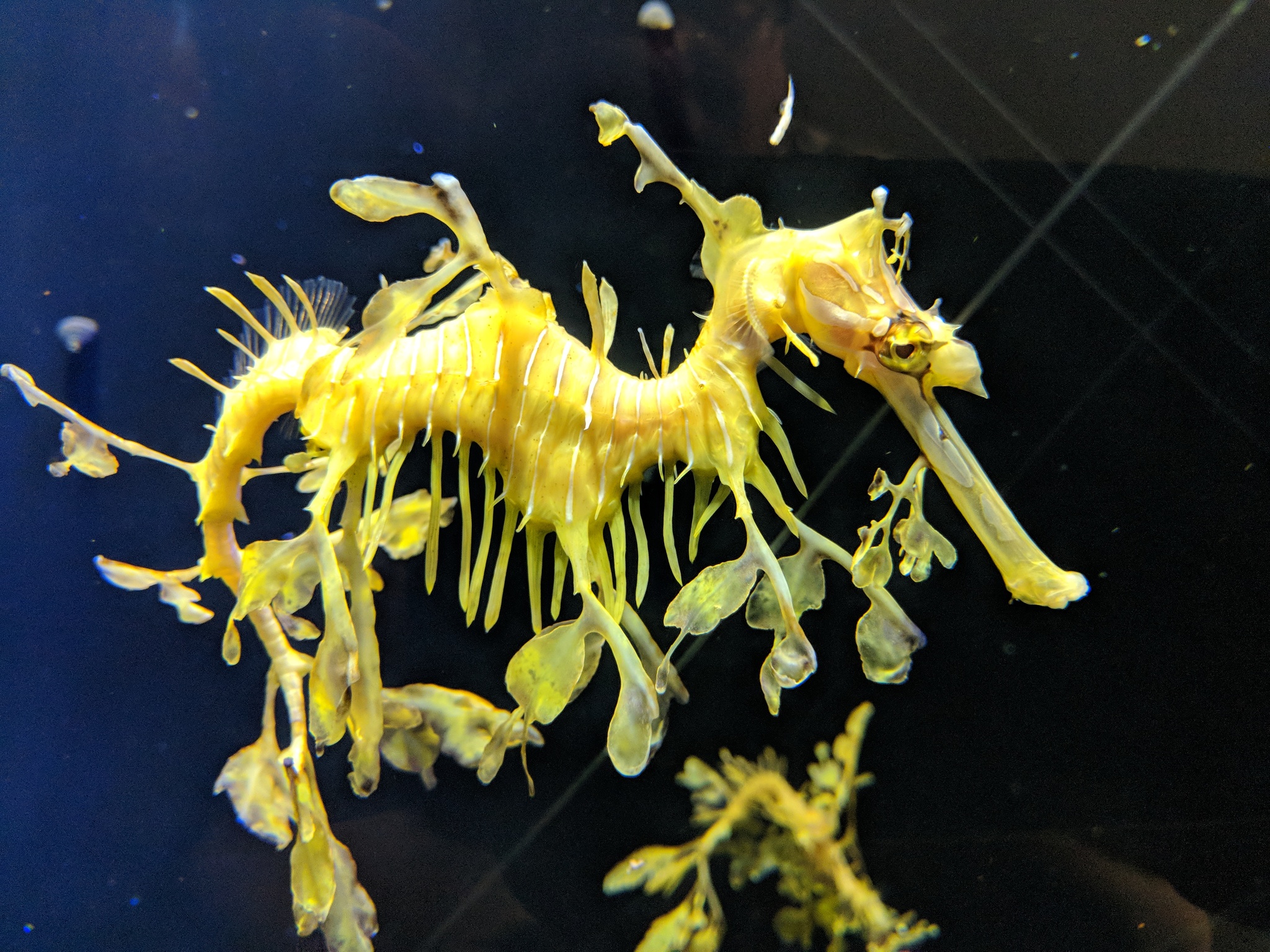 austraalia narmaskala, flikfisk, glauert's sea-dragon, leafy seadragon, levämerihevonen, raitalehvähevonen, 枝叶海马, 枝葉海馬