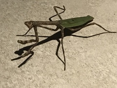 Pseudovates iheringi