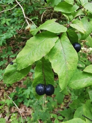 Lonicera nigra