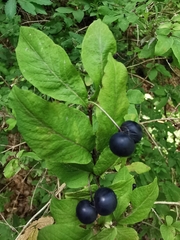 Lonicera nigra