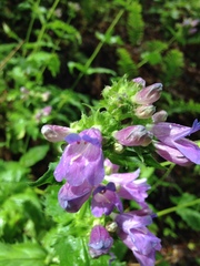 Penstemon serrulatus