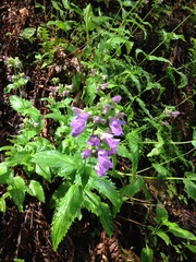 Penstemon serrulatus