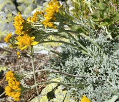 Jacobaea incana