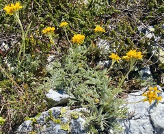 Jacobaea incana