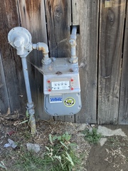 Sceloporus occidentalis