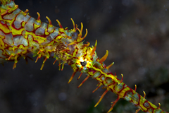 Solenostomus paradoxus