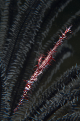 Solenostomus paradoxus