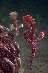 Solenostomus paradoxus