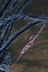 Solenostomus paradoxus