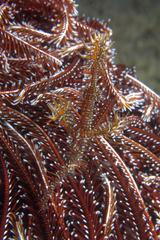 Solenostomus paradoxus