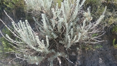 Artemisia cana