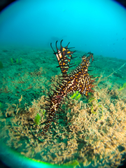 Solenostomus paradoxus