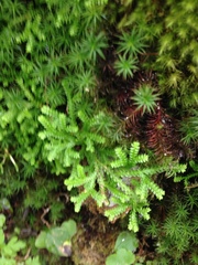 Selaginella douglasii